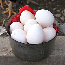 チャボの自然卵