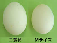 ニ黄卵