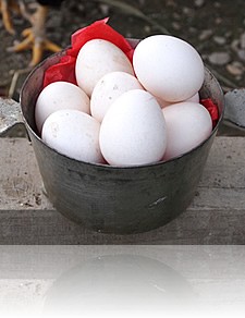 �`���{�̎��R��